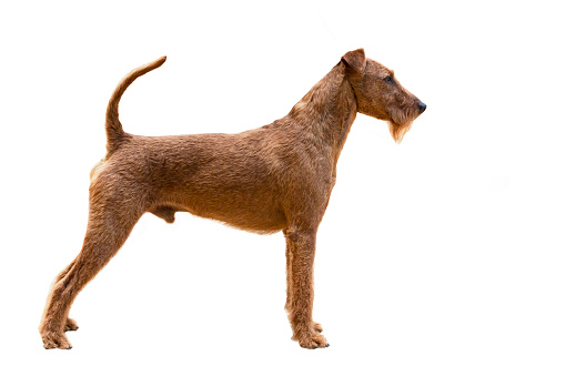 The Irish Terrier (Irish: Brocaire Rua) is a dog breed from Ireland, one of many breeds of terrier.