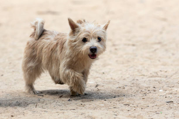 istock Dog breed Norwich Terrier close-up on a sandy background 1502744791