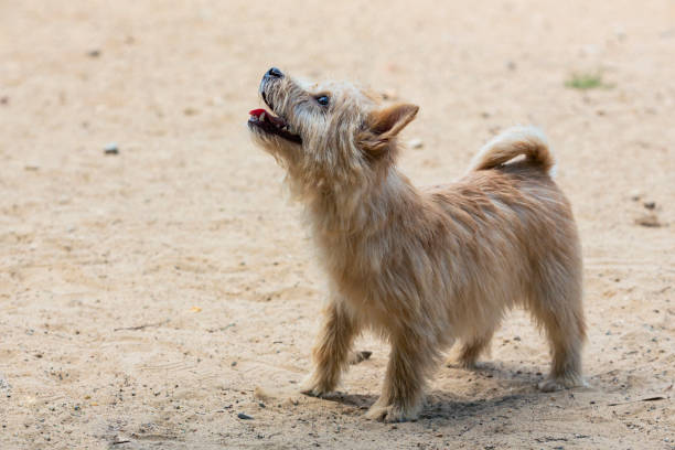 cute dog at the beach