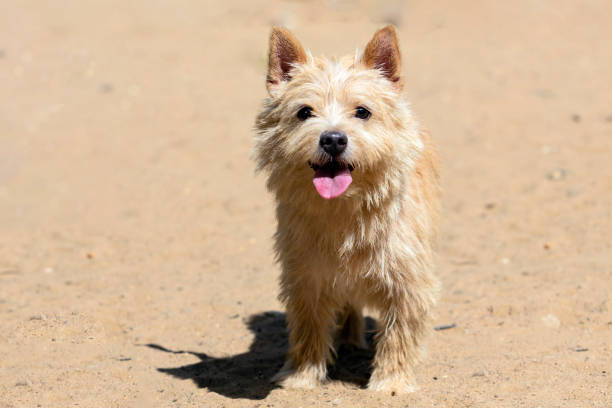 istock Dog breed Norwich Terrier close-up on a sandy background 1502744841