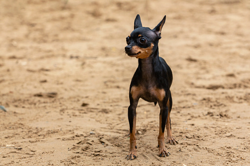 The English Toy Terrier (Black & Tan) is a small breed of terrier in the toy dog group.