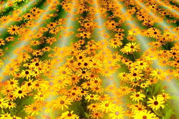 Field of Dreams