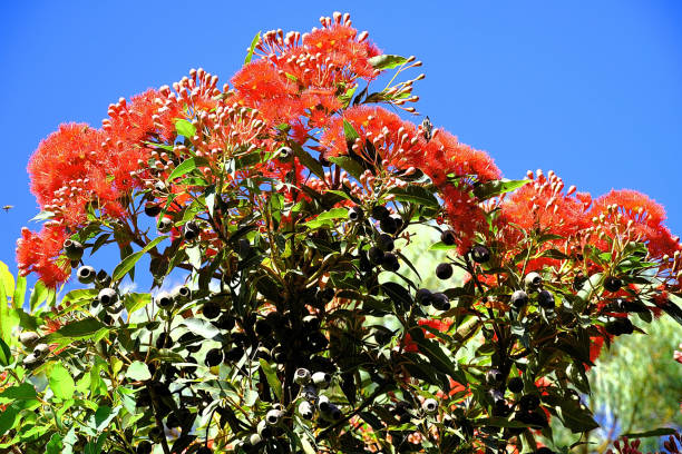 istock Kurumburra,  Victoria,  Australia 1502759906