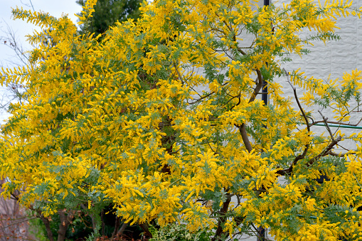 Forsythia flowers with green grass. Golden Bell, blooming in spring yellow garden bush