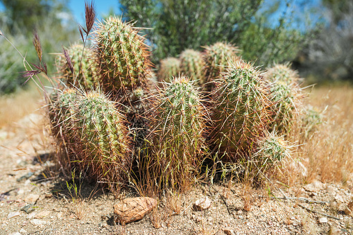 Close up detail of sharp and spiky thorns on a barrel cactus plant in the dry landscape of Joshua Tree California