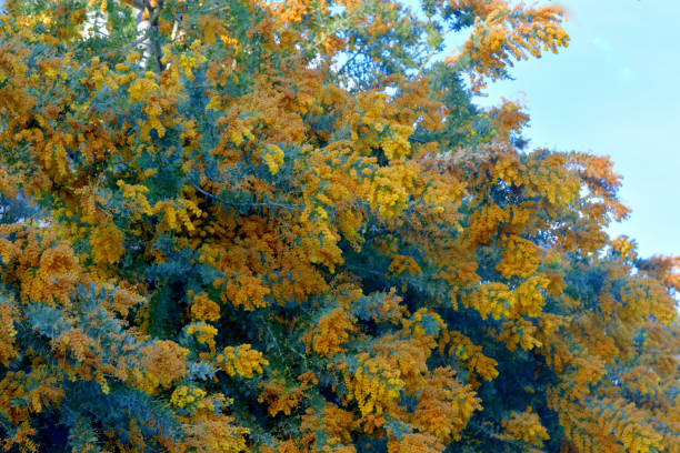 Acacia baileyana or Cootamundra wattle is a shrub or tree in the genus Acacia.