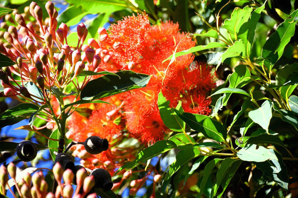 istock Kurumburra,  Victoria,  Australia 1502760090