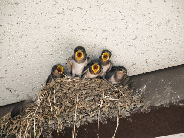 istock swallow chicks opening their mouth in the nest. 1502760105