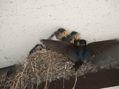 Kagawa, Japan - June 25, 2023: Swallow feeding swallow chicks in the nest.
