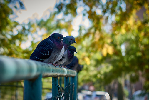 Color photos of a group of pigeons resting on a pole all facing the same direction.
