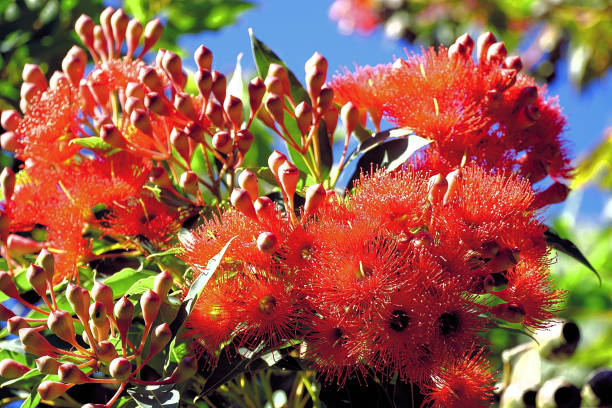 istock Kurumburra,  Victoria,  Australia 1502760666