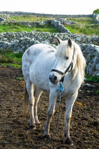 Purebred arabian horse posing on pasture