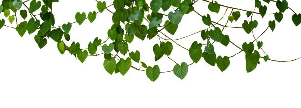 istock Love foliage for border isolated 1502763150