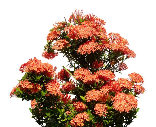 istock Beautiful little red flower isolated element 1502763984