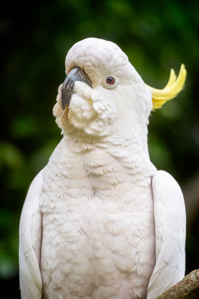 istock Sulphur Crested Cockatoo (Cacatua galerita) 1502764423
