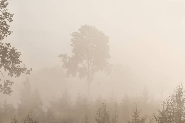 istock Foggy background with a single tree in the middle 1502765012