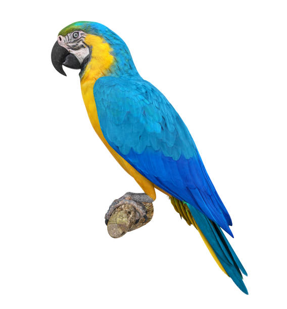 istock Blue and Yellow Macaw Bird Isolated 1502765229