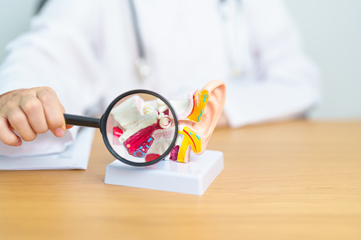 Arzt Mit Menschlichem Ohranatomiemodell Mit Lupe Ohrenerkrankungen