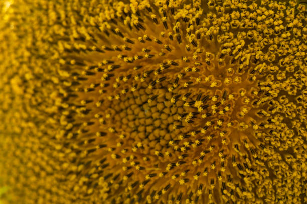 istock sunflower background close-up macro photo 1502765440