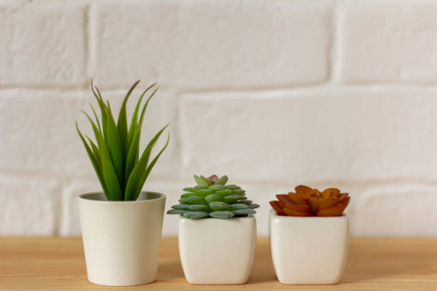 istock Indoor artificial plants, various succulents in pots. Succulents in white mini-pots. Ideas for home decoration.Copy space. 1502766415