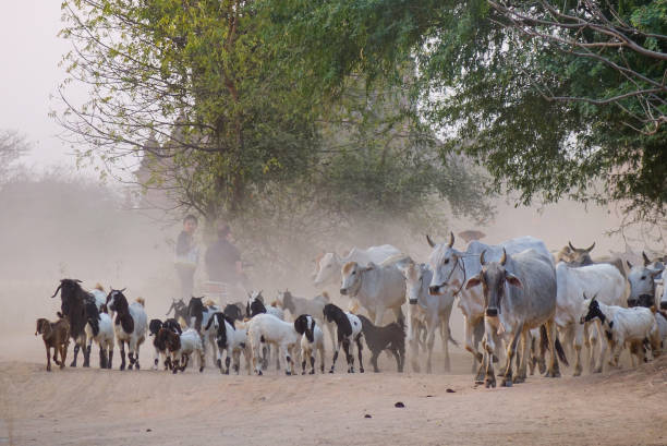 istock Cows on dusty road at sunset 1502768803
