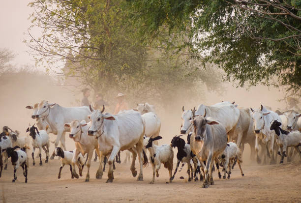 istock Cows on dusty road at sunset 1502768805
