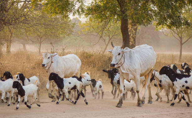 istock Cows on dusty road at sunset 1502768845