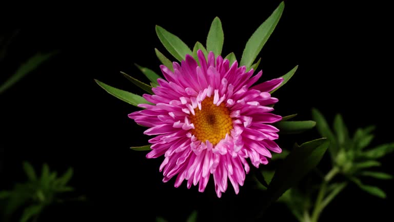 Time lapse of growing pink daisy flower from bud to full blossom. Summer daisy flower blooming isolated on black background, 4k video studio shot close up view.