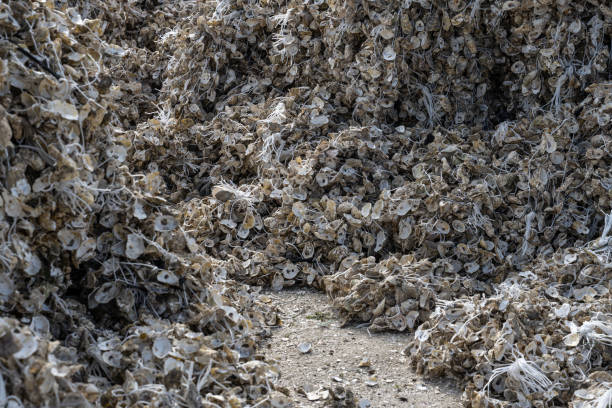 Close-up of oyster shells