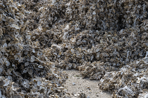 Close-up of oyster shells
