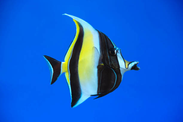 istock Beautiful Aquarium Fish on blue background 1502770236