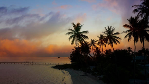 istock Summer tropical with colorful theme as palm trees on the beach background 1502770674