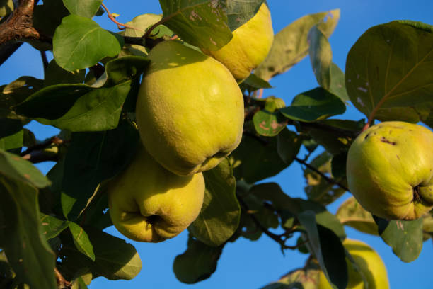 Quince fruit against the blue sky