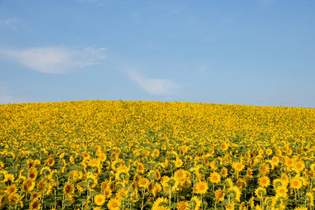 Sunflowers in full bloom and blue sky