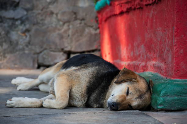 istock Stray dog sleeping on the street 1502772605