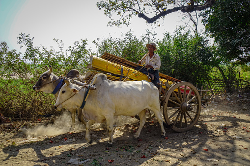 Rajasthan, India - March 13, 2014: Indian farmer using an ox powered water wheel to irrigate his crops