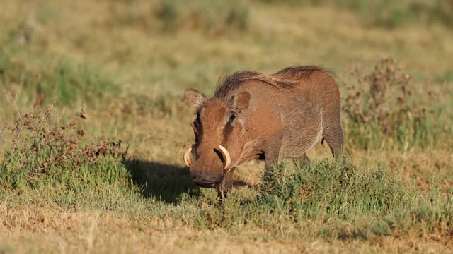 A warthog (Phacochoerus africanus) feeding in natural habitat, Mokala National Park, South Africa