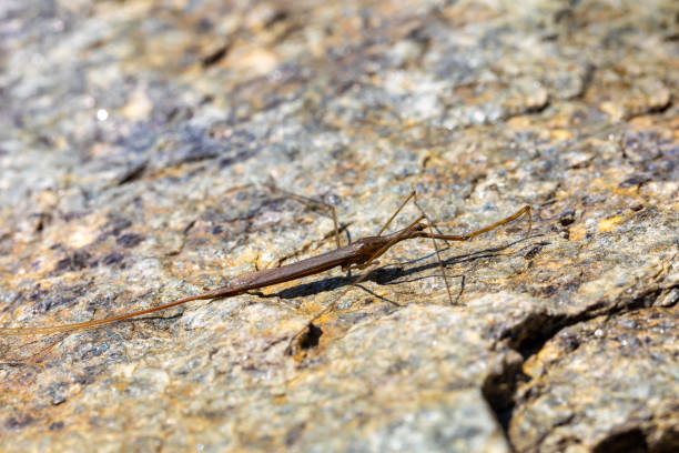 istock Water Stick Insect - Ranatra linearis, Czech Republic wildlife 1502774181