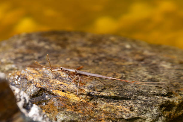 istock Water Stick Insect - Ranatra linearis, Czech Republic wildlife 1502774183
