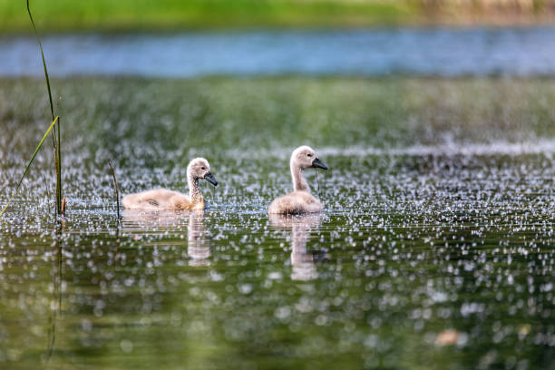 Free picture: Young swan birds swimming in swamp water