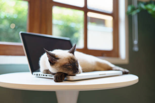 istock Cat on laptop working from home with cat. cat asleep on laptop keyboard assistant cat working at Laptop. 1502777500