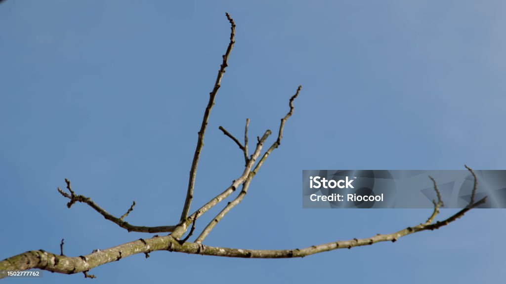 Bottom Branch Dry Branch Tree With Clear Blue Background View From Bottom Copy Space ...
