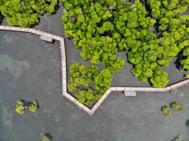 istock Aerial Mangrove Forest 1502778572
