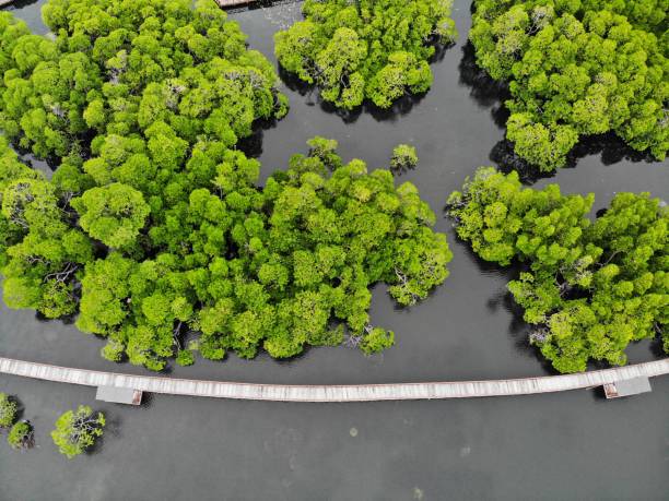 istock Aerial Mangrove Forest 1502778580