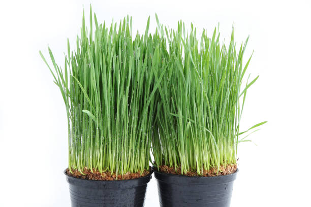 白い背景に新鮮な緑の小麦草の接写と露。健康食品のコンセプト - ground green wheatgrass isolated ストックフォトと画像