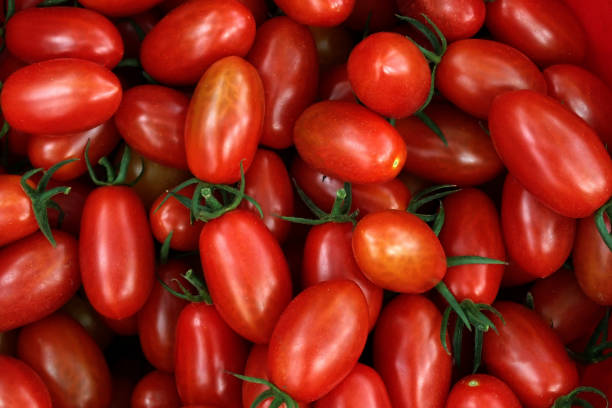 long plum tomato texture background. - plum tomato fotos imagens e fotografias de stock