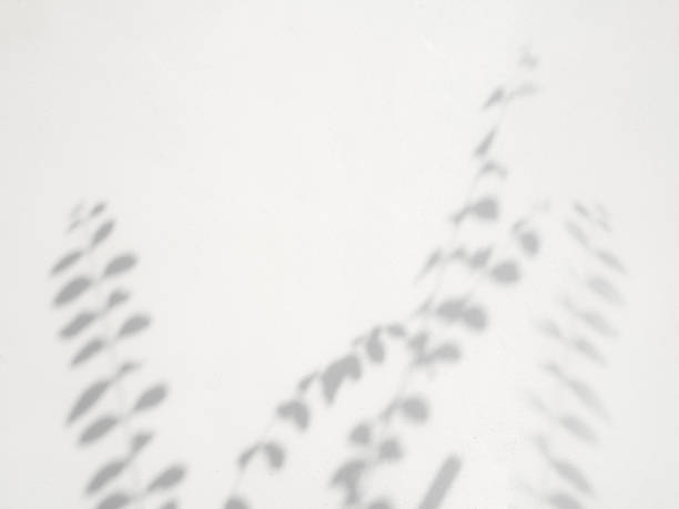 istock Natural shadow of tropical leaves on white wall. 1502782448