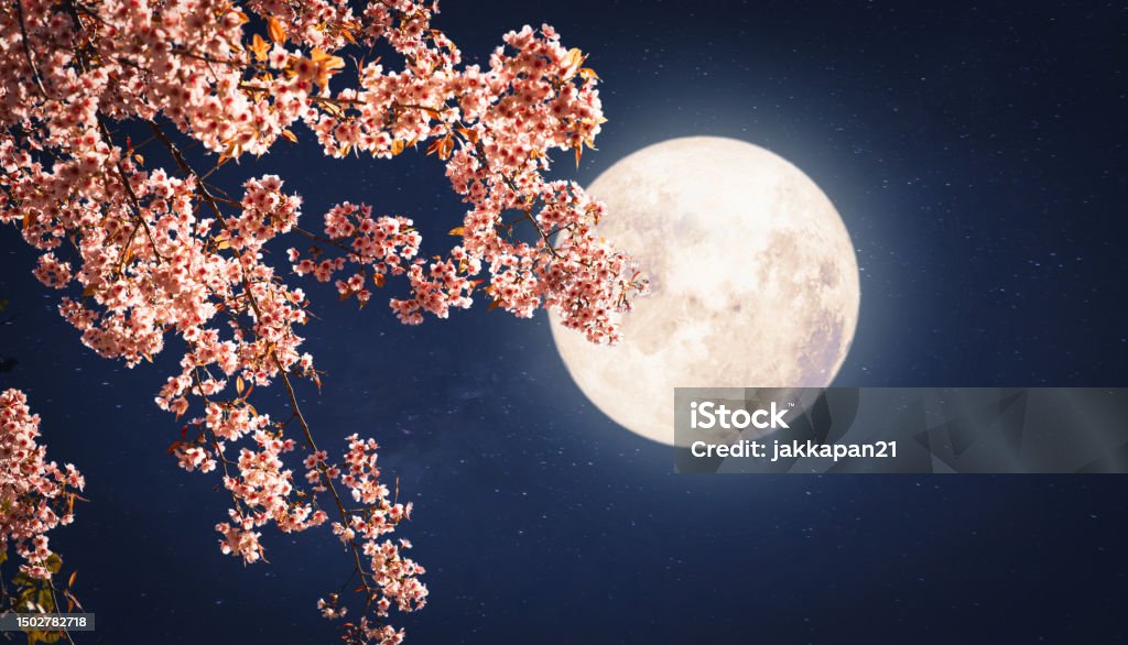 full moon with flower Romantic night scene - Beautiful pink flower blossom in night skies with full moon. sakura flower in night Atmospheric Mood Stock Photo