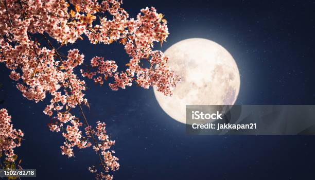 Full Moon With Flower Stock Photo - Download Image Now - Atmospheric Mood, Awe, Beauty In Nature