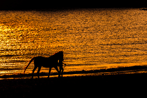 Silhouette of a horse on the beach at sunset. Two-tone black and gold image.